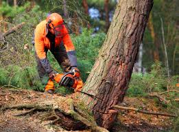 Tree and Shrub Care in Verandah, FL