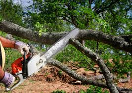 Best Arborist Consultation Services  in Verandah, FL