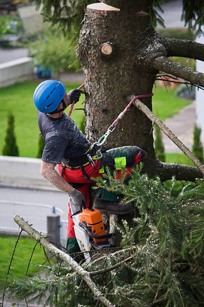 Professional Tree Services in Verandah, FL